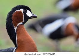 Attēlu rezultāti vaicājumam “Branta ruficollis adult”