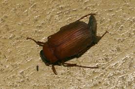 Attēlu rezultāti vaicājumam “Serica brunnea imago”