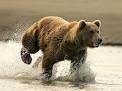 BROWN BEARS - Bears Of The World