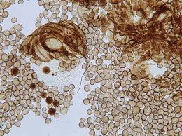 Attēlu rezultāti vaicājumam “Didymium serpula”