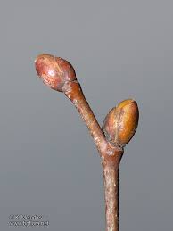 Attēlu rezultāti vaicājumam “Tilia cordata bud”