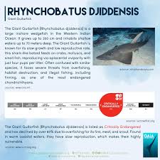 Image result for Rhynchobatus djiddensis