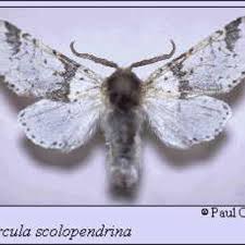 Attēlu rezultāti vaicājumam “Notodontidae”