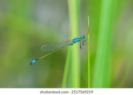 Attēlu rezultāti vaicājumam “Ischnura elegans”