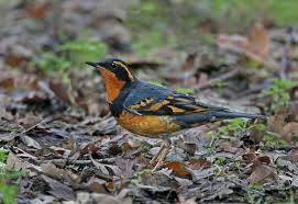 Image result for Ixoreus naevius