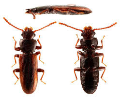 Attēlu rezultāti vaicājumam “Tenebrionidae”