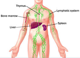 Image result for Thymus