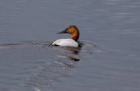 Image result for Aythya valisineria