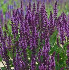 Attēlu rezultāti vaicājumam “Salvia nemorosa fruit”