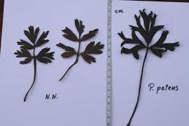 Attēlu rezultāti vaicājumam “Pulsatilla pratensis leaf”