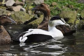 Attēlu rezultāti vaicājumam “Somateria mollissima juvenile”