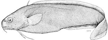 Image result for Liopsetta glacialis