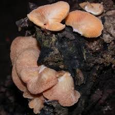 Attēlu rezultāti vaicājumam “Crepidotus versutus”