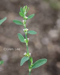 Attēlu rezultāti vaicājumam “Polygonum aviculare leaf”