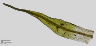 Attēlu rezultāti vaicājumam “Didymodon rigidulus”