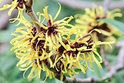 Attēlu rezultāti vaicājumam “Hamamelis mollis”