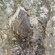 Attēlu rezultāti vaicājumam “Nymphalis antiopa underside”