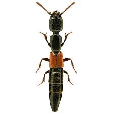 Attēlu rezultāti vaicājumam “Staphylinidae”