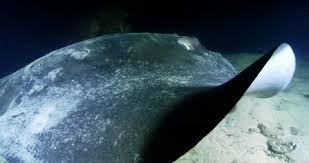 Image result for Bathytoshia brevicaudata