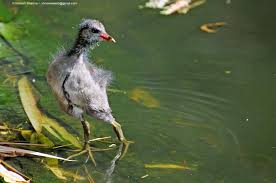 Attēlu rezultāti vaicājumam “Gallinula chloropus juvenile”