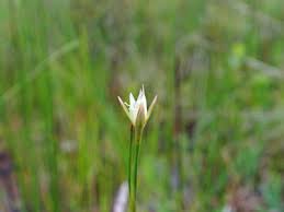 Attēlu rezultāti vaicājumam “Juncus stygius”