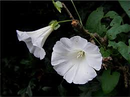 Attēlu rezultāti vaicājumam “Calystegia sepium fruit”