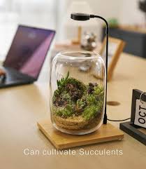 Attēlu rezultāti vaicājumam “Racomitrium canescens sporophyte”