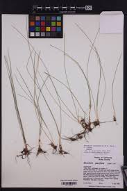 Attēlu rezultāti vaicājumam “Eleocharis quinqueflora flower”