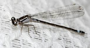 Attēlu rezultāti vaicājumam “Coenagrion armatum”