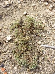 Attēlu rezultāti vaicājumam “Scleranthus perennis bud”