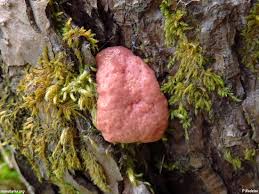 Attēlu rezultāti vaicājumam “Amaurochaete atra”