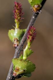 Attēlu rezultāti vaicājumam “Betula nana flower”