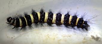 Attēlu rezultāti vaicājumam “Spilosoma lutea larva”