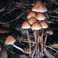 Attēlu rezultāti vaicājumam “Psathyrella sp.”