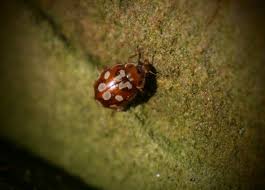 Attēlu rezultāti vaicājumam “Myrrha octodecimguttata”