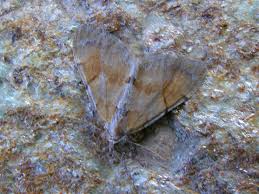 Attēlu rezultāti vaicājumam “Pennithera firmata”