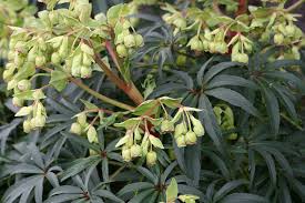 Image result for Helleborus foetidus