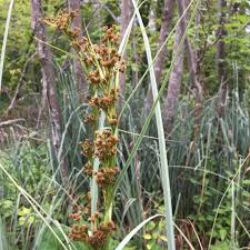 Attēlu rezultāti vaicājumam “Cladium mariscus”