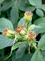 Attēlu rezultāti vaicājumam “Rosa villosa fruit”
