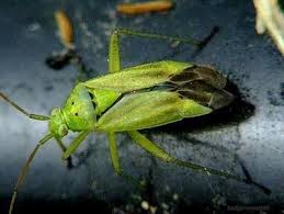Attēlu rezultāti vaicājumam “Closterotomus biclavatus nymph”