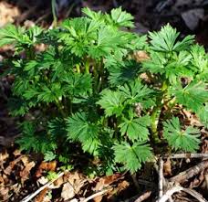 Attēlu rezultāti vaicājumam “Aconitum napellus bud”