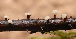 Attēlu rezultāti vaicājumam “Didymium clavus”