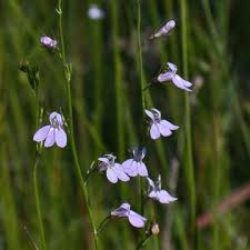 Attēlu rezultāti vaicājumam “Lobeliaceae”