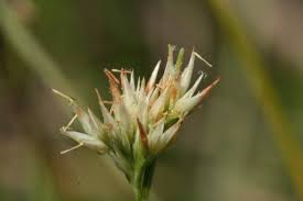 Attēlu rezultāti vaicājumam “Rhynchospora alba flower”