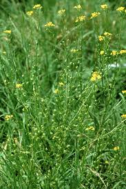 Attēlu rezultāti vaicājumam “Bunias orientalis”