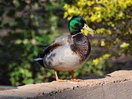 Attēlu rezultāti vaicājumam “Anas platyrhynchos”