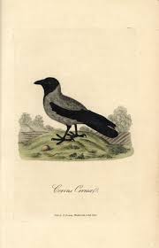 Attēlu rezultāti vaicājumam “Corvus cornix”