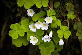 Attēlu rezultāti vaicājumam “Oxalis acetosella leaf”
