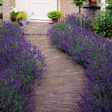 Image result for Lavendel
