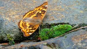 Attēlu rezultāti vaicājumam “Apatura ilia”